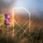 Eulogia Macris (yanagl)