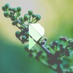 meertraubel-ariweinklecom